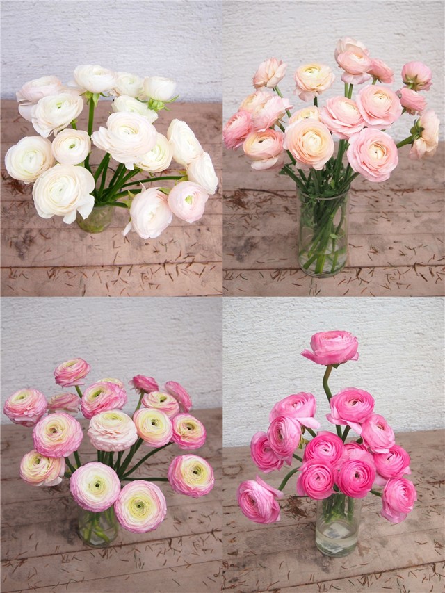 roze nijanse ranunkula vitro
